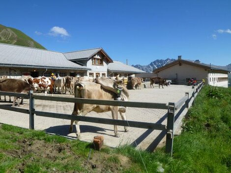 Eine Idylle auf dem Bauernhof mit Kühen, die im Freien stehen. Im Hintergrund sind die Berge und ein blauer Himmel zu sehen.
