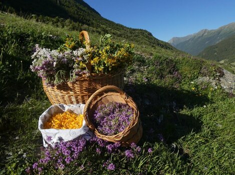 Kräuterwanderung 1